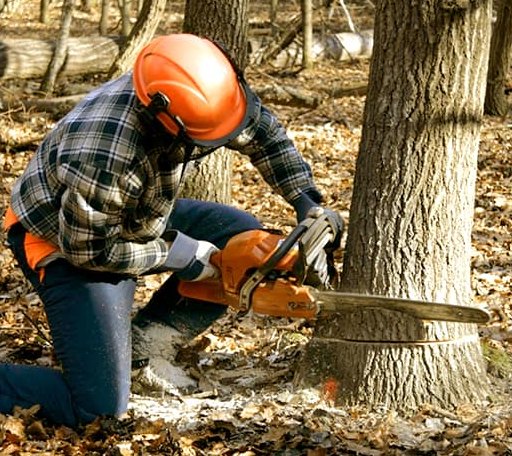 Tree Removal in Fall Branch, TN